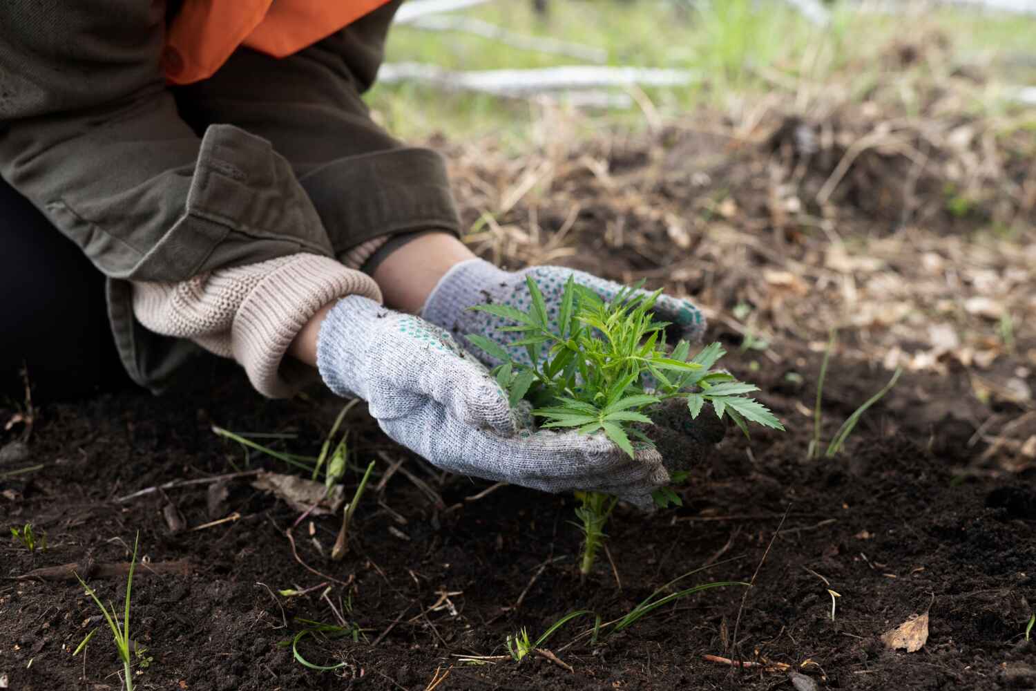 Professional Tree Service in Daniels, WV